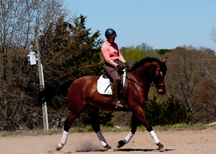 Lumi Lux 7 years old irish imported sporthorse for sale
